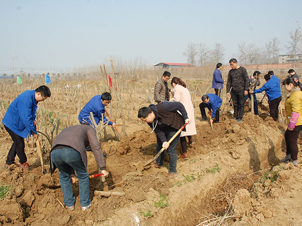 集团公司组织发展植树活动